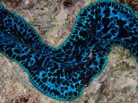 A close-up image of the mantle of a Giant Pacific Clam looks like a fluorescent blue lava flow