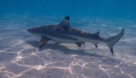 A Black Tip Reef Shark is an alpha predator in the waters of the South Pacific