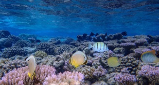 Shallow water reefs still thrive in many parts of the Pacific where water quality is untainted by runoff and effluent