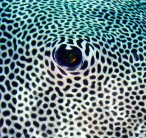 Evolution: One Pufferfish is colored black with white spots while another swimming right next to it is white with black spots