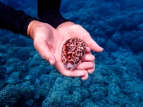 The breathtaking beauty of a live Cowrie, gently released back to its place on the reef after the photograph