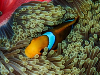 Immune to the stinging tentacles of an anemone, a Clownfish defends its territory