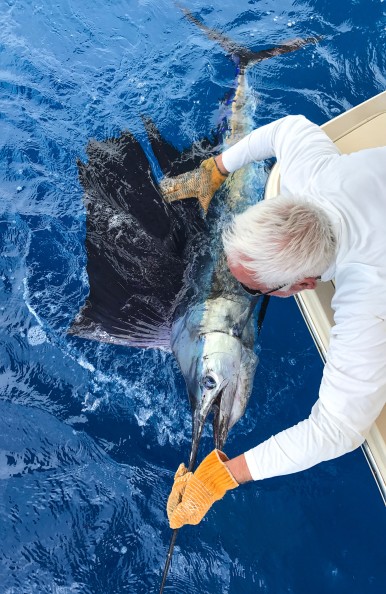 This glorious sailfish, while edible, is more than we need and it is released
