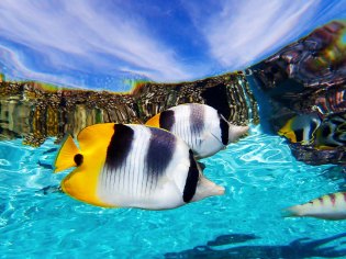Double-Saddle Butterfly Fish reflect on the surface in the Coral Gardens of French Polynesia