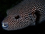 The friendly eye of the Pufferfish belies the fact that some species carry a toxin 1,200 times more deadly than cyanide