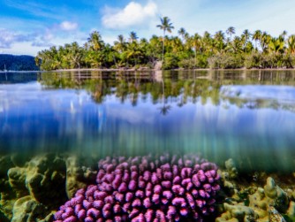 With the surface of the water reflecting like a mirror, coral and palms radiate in a tropical paradise