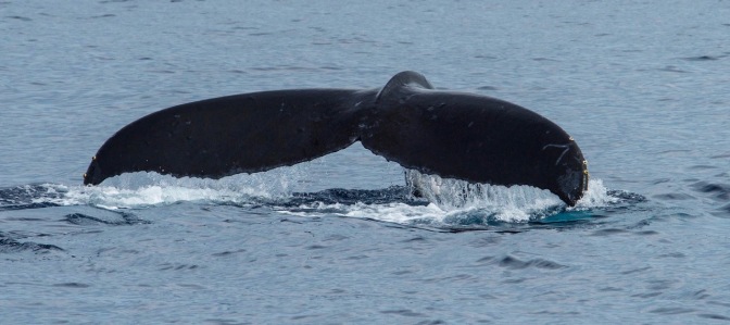 A Humpback Whale reveals hydrodynamically perfect tail flukes as it dives for the bottom