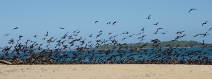 In peculiar behavior, hundreds of birds alight on one stretch of sand while other beaches remain vacant