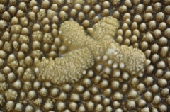 A colony of coral polyps morphs into an unusual pattern