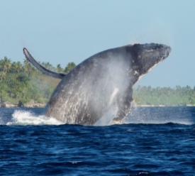 A Humpback Whale, close to shore, breaches in the Ha'apai Islands