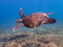 A hawksbill turtle takes flight in the calm, clear waters of Islas Perlas