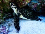 A Hawksbill Turtle sleeping under a coral ledge says, "Hey, a little privacy please!"