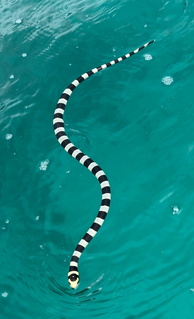 The highly venomous black banded sea kraits are not aggressive but a Polynesian fisherman was killed by one this year when it became entangled in his nets and bit him