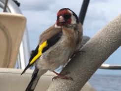 This storm-battered European Goldfinch takes refuge aboard Flying Fish after a gale from the Tasman Sea