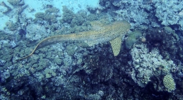 This rare Leopard Shark makes an appearance at twilight over an outer reef in the Ha'apai Island Group