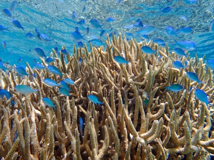 In aquarium-like visibility, a school of Blue-Green Chromis swarm amid a healthy clump of Antler Coral