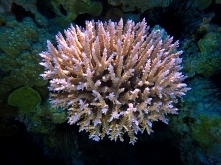 South Minerva Reef's coral blossoms in a pristine environment