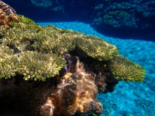 Giant Pacific Clams and yellow coral highlight the reef line at South Minerva