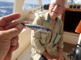 Dad checks out a flying fish that miscalculated its altitude and landed aboard Flying Fish
