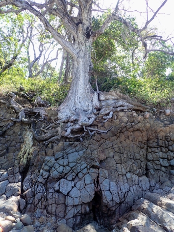 Natural erosion has provided a picture of resiliency as this tree holds on to the shoreline