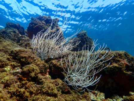 Soft coral branches wave in the tidal current
