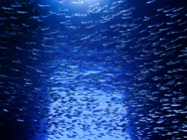 A dense school of anchovies swims backlit against the entrance of an underwater cave