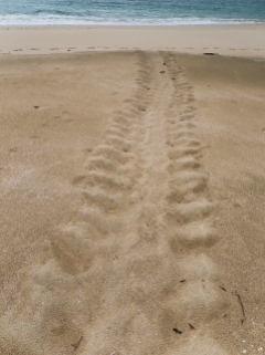 A nesting turtle leaves her footprints--and her eggs--on this Islas Perlas beach