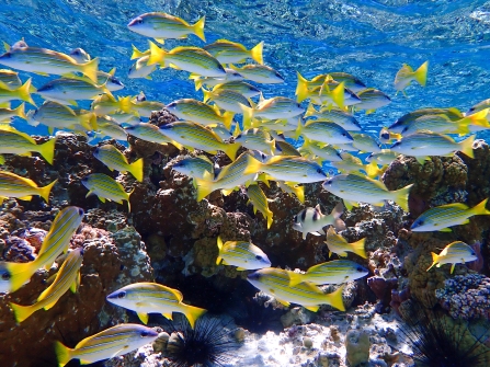 A school of curious Blue-Line Snappers congregate in the clear water of South Minerva Reef